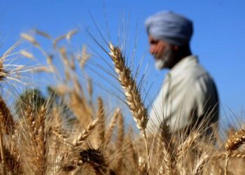 Increase Rice Production, Decrease Wheat Export: Indian Govt Tells Farmers
