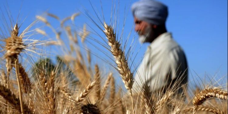 Increase Rice Production, Decrease Wheat Export: Indian Govt Tells Farmers