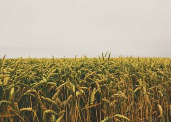 TraceX forays into Africa; partners with Ghanaian Agritech consulting firm Univision to offer traceability in the agri supply chain