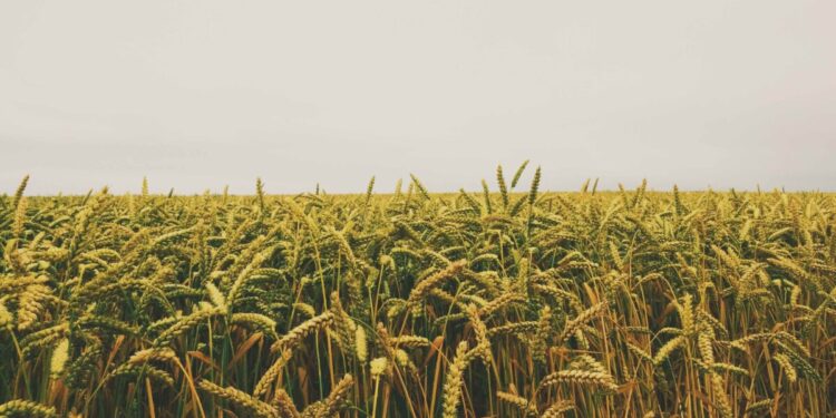 TraceX forays into Africa; partners with Ghanaian Agritech consulting firm Univision to offer traceability in the agri supply chain