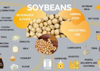 Why are Whole Soya Bean Drinks so popular in Asia?