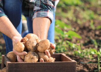 McCain Foods to invest in regenerative farming