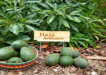 Rai family marks entry into fresh produce under Menengai Orchards