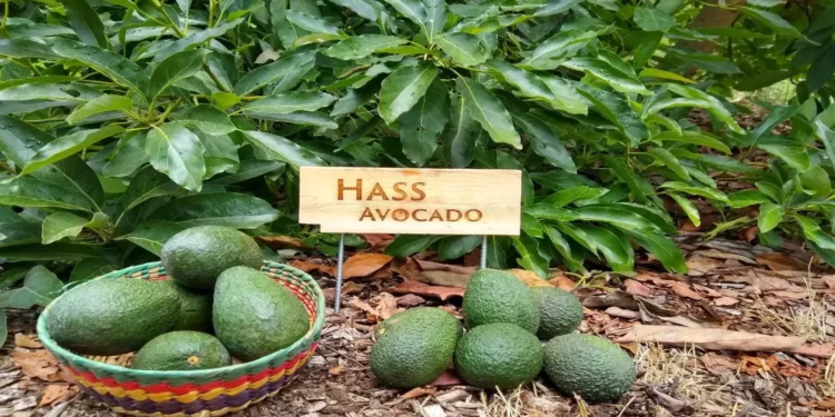 Rai family marks entry into fresh produce under Menengai Orchards