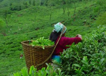 Demand for Darjeeling tea in Europe declines by 15%
